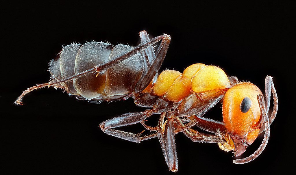 Ant Control service in Sioux City, IA