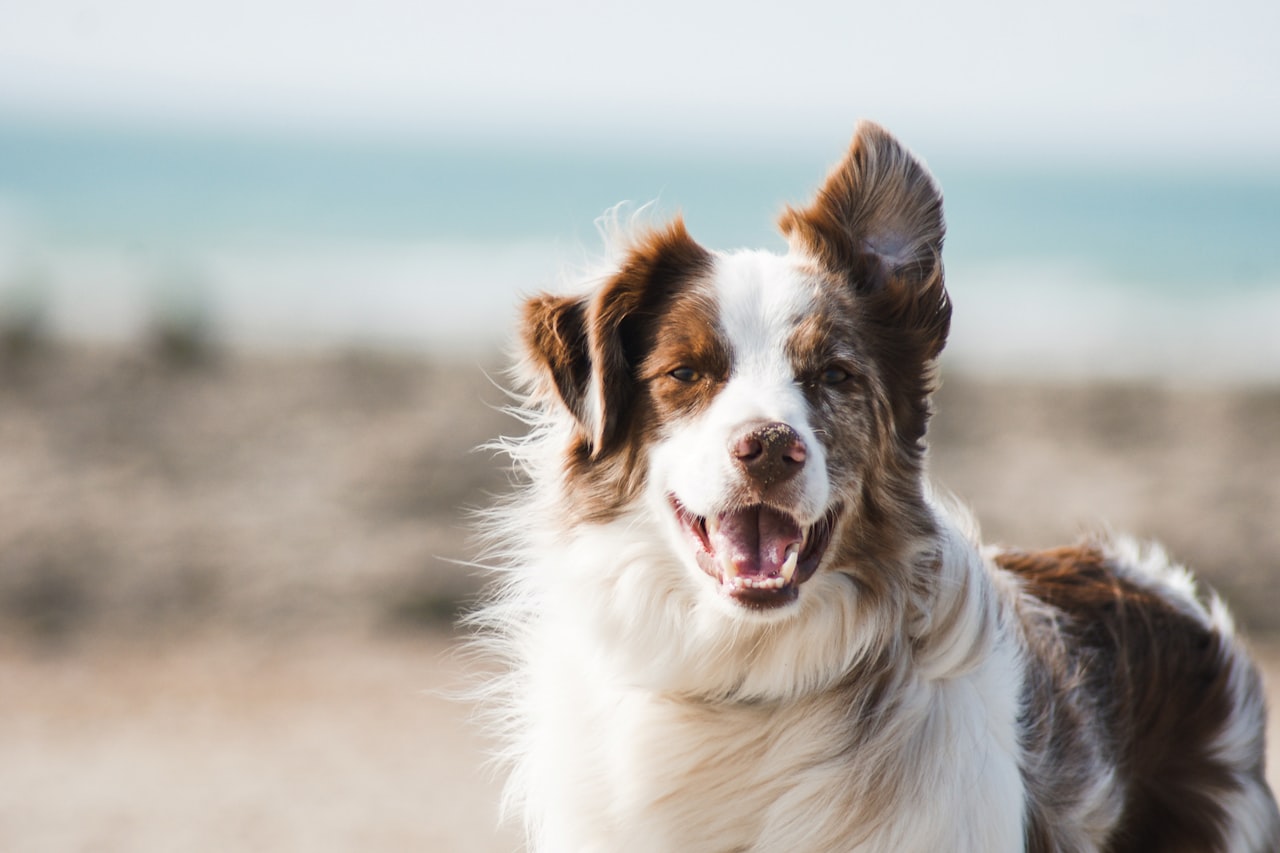 Flea & Tick Control service in Sioux City, IA