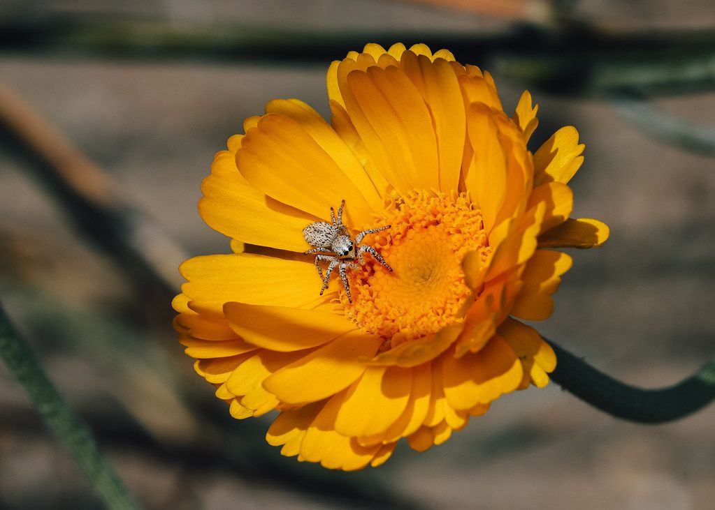 Spider Control service in Sioux City, IA